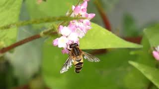 Fatlegged Hoverfly Licks Marshpepper Knotweed Flowers 240fps [upl. by Shriver979]