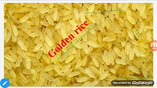 Golden rice Transgenic crop [upl. by Norine]