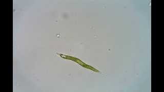 Lepocinclis acus Euglena acus [upl. by Norahs]