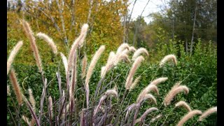 Gramíneas variedades de pennisetum  Decogarden [upl. by Dnomayd142]