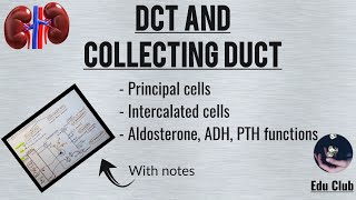 DCT Distal Convoluted Tubule and Collecting Duct  Renal physiology [upl. by Dazraf]