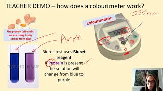 A level biology Biuret demo and protein structure [upl. by Acyssej]