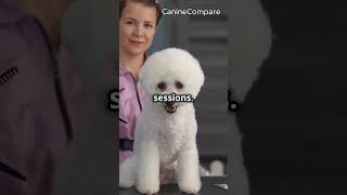 Poodle vs Bichon Frise Which Breed is Right for You [upl. by Leroy]