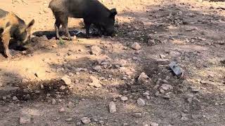 Wild boar piglets playing in mud at the farm [upl. by Ragland]