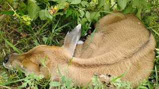 जंगली रोजड़ी का बच्चा 😱 नीलगाय का बच्चा 🙏 Rojada ka Baccha ☔ Nilgai Ka Baccha 2024 [upl. by Anerda280]