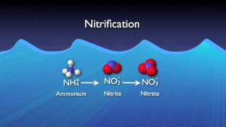 Nitrogen Removal Basics [upl. by Dnomal949]