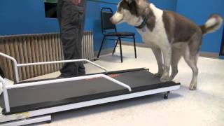 How to Train a Dog To Walk or Run On A Treadmill  Tyler Muto Dogmanship [upl. by Kuska159]