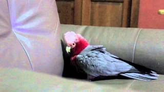 Charlie The Galah Singing and Dancing [upl. by Michigan]