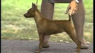 Miniature Pinscher  AKC Dog Breed Series [upl. by Donaghue]