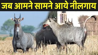 जब आमने सामने आये नीलगाय  Nilgai Ke Bare Mein Jankari [upl. by Ruprecht]