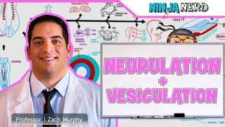 Embryology  Neurulation Vesiculation Neural Crest Cell Migration [upl. by Ahseekan]