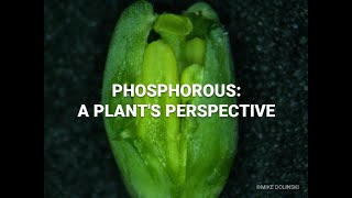 Phosphorus A Plant’s Perspective [upl. by Ludba920]