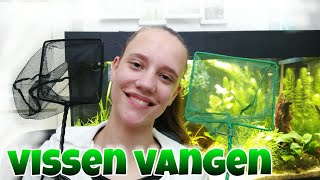 VISSEN VANGEN makkelijk en snel aquariumvissen uitvangen Nickey [upl. by Ledda145]