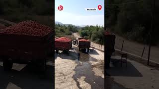 Balıkesir Sındırgı’da bir çiftçi domatesleri satamadıkları için isyan etti [upl. by Neneek674]