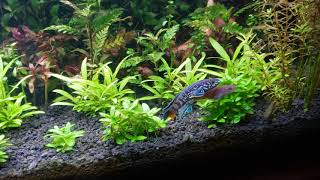 Fundulopanchax Sjoestedti Blue Gularis Killifish Breeding [upl. by Euqitsym984]