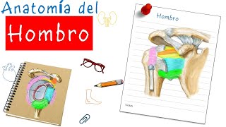 🏅Anatomía del Hombro  Fácil y didáctico [upl. by Ymij916]