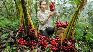 Harvesting Cardamom Garden Goes to the market sell  Cooking  Nguyễn Thị Diễm [upl. by Lammaj]