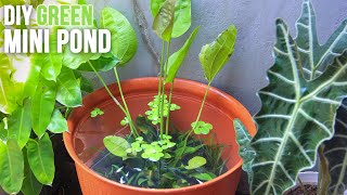 DIY Green Mini Pond for Molly Fish  Patio Pond  No Filter [upl. by Odraleba358]