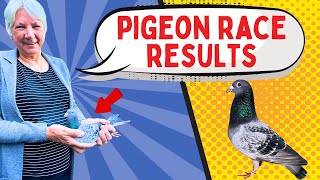 PIGEON RACE report  pigeon birds kabootar [upl. by Aderf558]