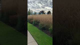 Calamagrostis amp Starbucks a perfect morning grasses landscaper garden gardenplants starbucks [upl. by Llerryt]