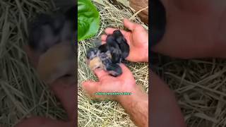 Found a litter of rabbits shortvideo animals rescue rabbite shorts [upl. by Cannice735]