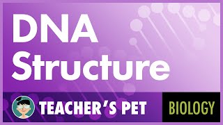 DNA Structure [upl. by Hearn]