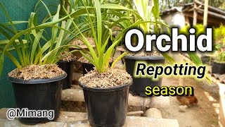 Orchid Repotting Season  अर्किड रोप्ने अनुकुल सिजन  Mimang Vlog [upl. by Akeryt]