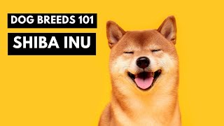 Shiba Inu 101 Everything You Need to Know About Shibas [upl. by Geraint]