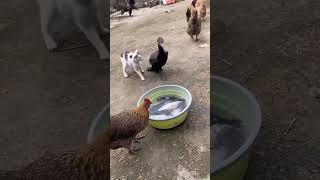 bird eating fishvirealvideo viral shots utubeshorts [upl. by Nemraciram]