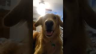 Dollar loves NFL quotCrucial Catchquot release goldenretreiver nflcrucialcatch funny shorts [upl. by Eolanda36]