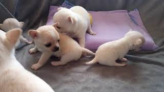 Lots of squeeky and howling sounds Chihuahua babies [upl. by Yentroc]