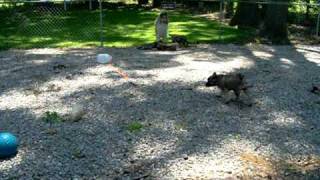 Norwegian Elkhound Puppies at 912 Weeks Old [upl. by Zelten539]