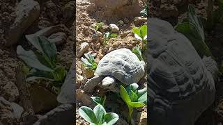 سلحفاة مهمازية تأكل فول turtle Testudo graeca eat Bean farmturtle animals [upl. by Netsud]