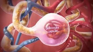 Reabsorption and Secretion animation [upl. by Kaufman664]