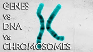 Genes vs DNA vs Chromosomes  Instant Egghead 19 [upl. by Ludba714]