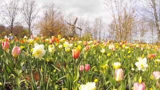 La fioritura dei tulipani in Olanda  Go Pro  Amsterdam Utrecht [upl. by Dyanna]