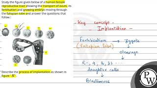 Study the figure given below of a human female reproductive tract showing the transport of ovum [upl. by Ranjiv]