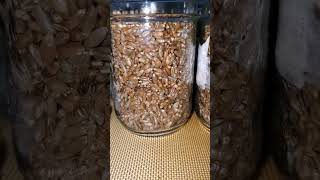 Organic rye grain spawn prep [upl. by Nitz]