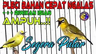 HATIHATI Pleci Bahan akan Segera Ngalas dengan suara pleci ngalas standar ini plecingalas [upl. by Haila145]