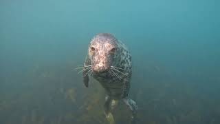 Lundy island seals snorkeling Jun 2024 UK 4K [upl. by Lais484]