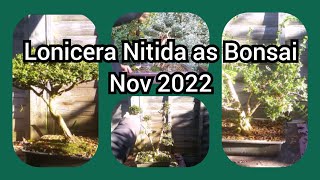 Lonicera Nitida As Bonsai Nov 2022 [upl. by Aecila]