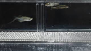 Zebrafish and its eggs in a mating tank [upl. by Neelahs64]