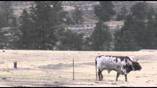 Bull kills rancher [upl. by Atiken]