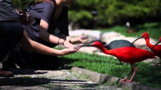 Weltvogelpark Walsrode  Das Erlebnisparadies [upl. by Nnaylloh]