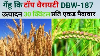 गेंहू कि टॉप वैरायटी  गेंहू कि नई किस्म 2024  DBW187  Gehu Ki Variety 2024  gehu ki kheti [upl. by Sgninnej873]