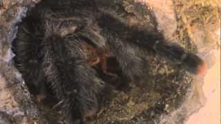 Avicularia sp Pucallpa feeding [upl. by Haldas]