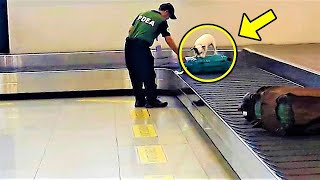 Dog Kept Barking At An Suitcase Airport Officials Checked It And Were Shocked To See [upl. by Naujej]