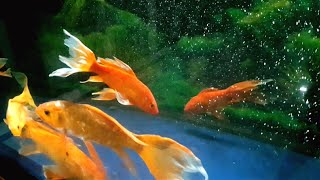 Amazing Catching Catfish Baby Arowana Perch Koi Guppies Ornamental Fish Frogs  Fishing Videos [upl. by Rutra]