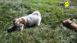 Energetic Havanese Puppies [upl. by Sussi]