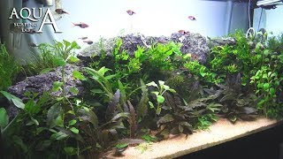 Aquascaping Lab  Tutorial Natural planted Aquarium quotAfrican Wallquot size 80x 35x45h 120L [upl. by Yenttihw]